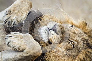 Portrait of a lion in Kruger National park, South Africa