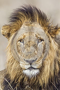 Portrait of a lion in Kruger National park, South Africa