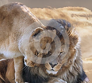 Lion with Lioness photo