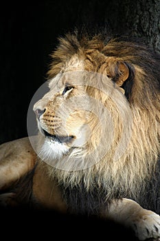Portrait of a lion male