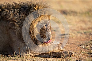 Portrait of a lion male with blood on its face after eating a carcass