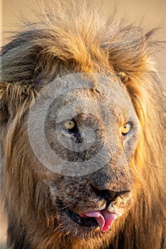 Portrait of a lion male with blood on its face after eating a carcass