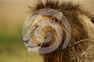 Portrait of a Lion, Masai Mara