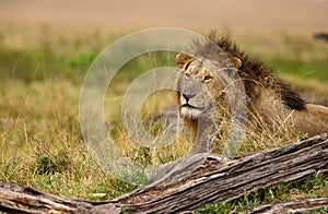 Portrait of Lion, Masai Mara