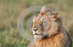 Portrait of Lion, Masai Mara