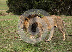 A portrait of a lion at Masai Mara, Kenya