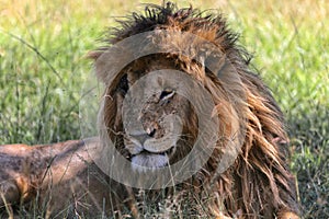 Portrait of a the lion named scarface at the masai mara