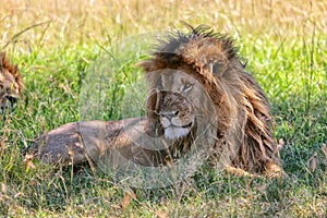 Portrait of a the lion named scarface at the masai mara