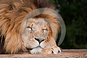 Portrait of Lion Panthera Leo