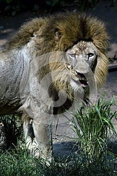 Portrait of a lion from a profile