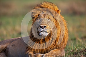 Portrait of Lion Romeo II in Masai Mara photo