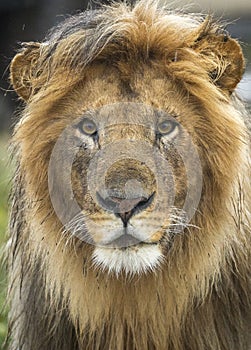 Portrait of a lion`s face in Ndutu Tanzania
