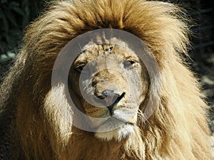 Portrait of lion seen from front