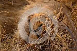 Portrait of a lion sleeping in the grass
