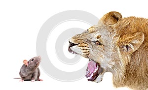 Portrait of a lion snarling at a mouse