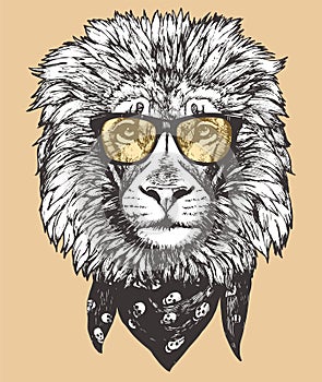 Portrait of Lion with sunglasses and scarf.