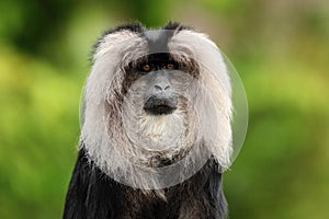 Portrait of Lion-tailed Macaque, Macaca silenus,