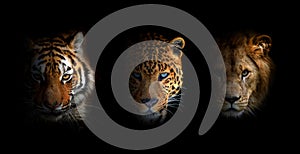 Portrait Lion, tiger and leopard, together on a black background