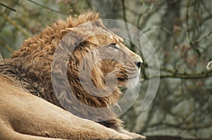 lion watching behind him