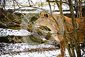 Portrait of a lioness