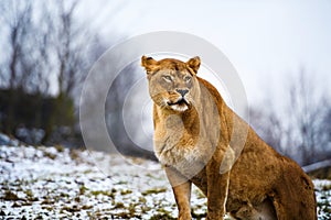 Portrait of a lioness