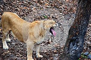 Portrait of a lioness