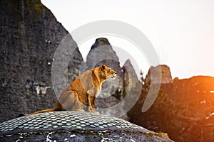 Portrait of a lioness