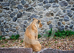 Portrait of a lioness