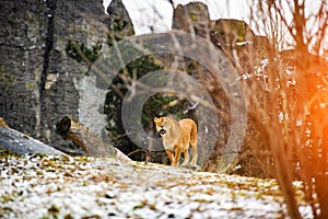 Portrait of a lioness