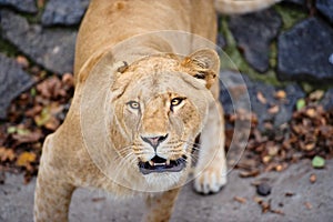 Portrait of a lioness