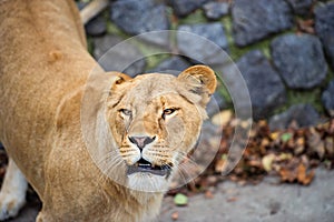 Portrait of a lioness