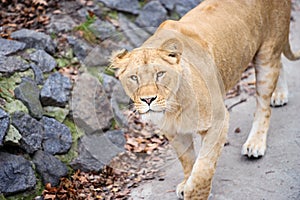 Portrait of a lioness