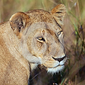 Portrait lioness