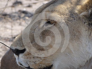 Portrait of a lioness