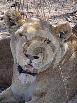 Portrait of a lioness