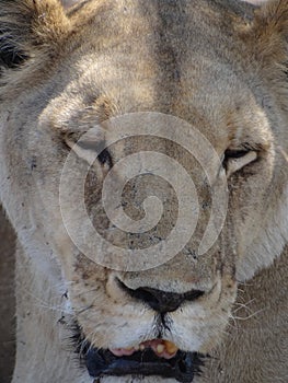 Portrait of a lioness