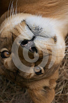 Portrait of Lioness