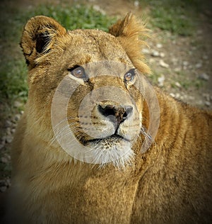 Portrait of a lioness