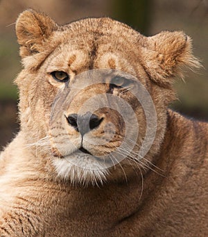 Portrait of a lioness