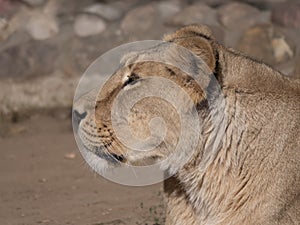 Portrait lioness basking in the warm sun after dinner