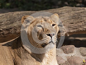 Portrait lioness basking in the warm sun after dinner