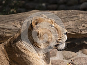 Portrait lioness basking in the warm sun after dinner