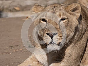 Portrait lioness basking in the warm sun after dinner