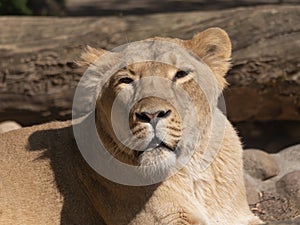 Portrait lioness basking in the warm sun after dinner