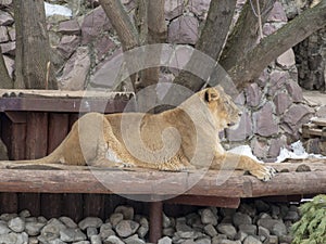 Portrait lioness basking in the warm sun after dinner