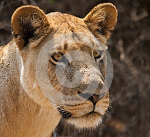 Portrait of a lioness. Botswana. Okavango Delta.