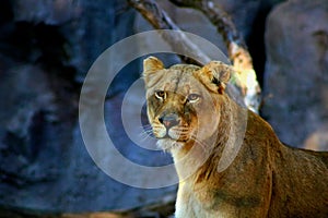 Portrait of a lioness