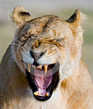 Portrait of a lioness. Close-up. Kenya. Tanzania. Maasai Mara. Serengeti.