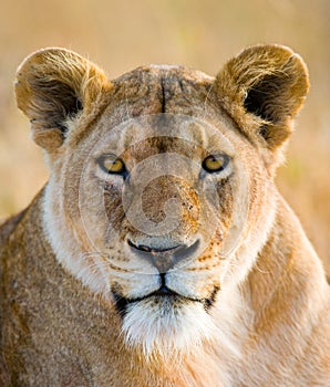 Portrait of a lioness. Close-up. Kenya. Tanzania. Maasai Mara. Serengeti.