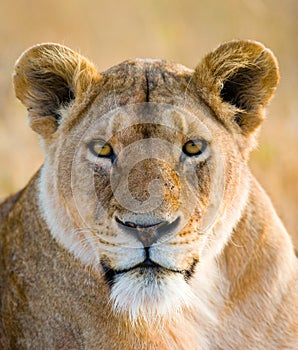 Portrait of a lioness. Close-up. Kenya. Tanzania. Maasai Mara. Serengeti. photo